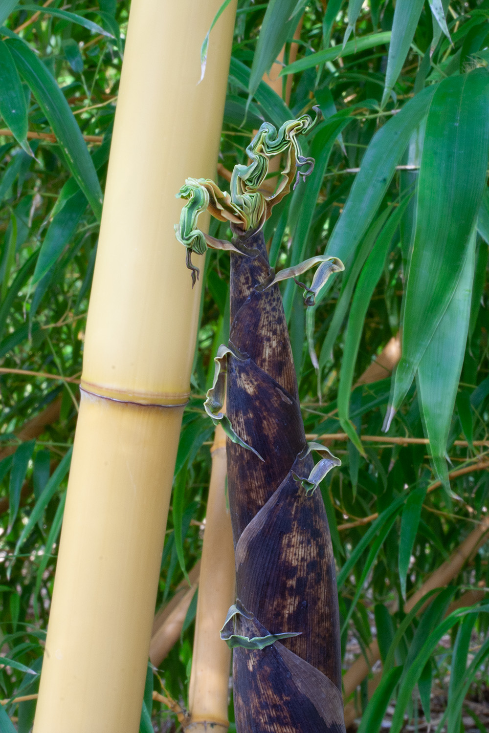 Bamboo shoot emerging